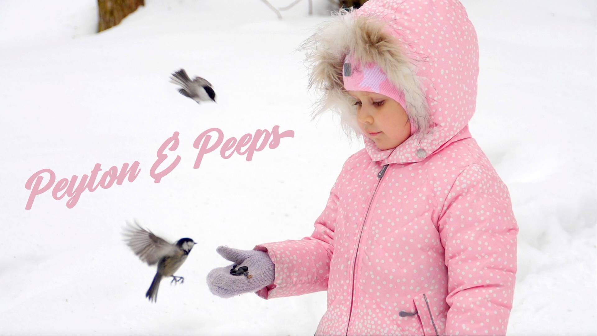 Adobe Premiere Elements 2021 Jahreslizenz, 1 Lizenz Windows, Mac Bildbearbeitung