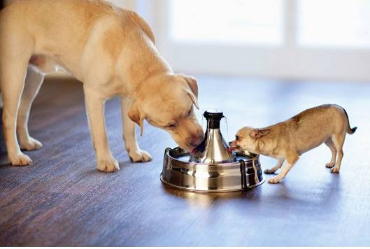 Petsafe 360 Trinkbrunnen Edelstahl 1 St.