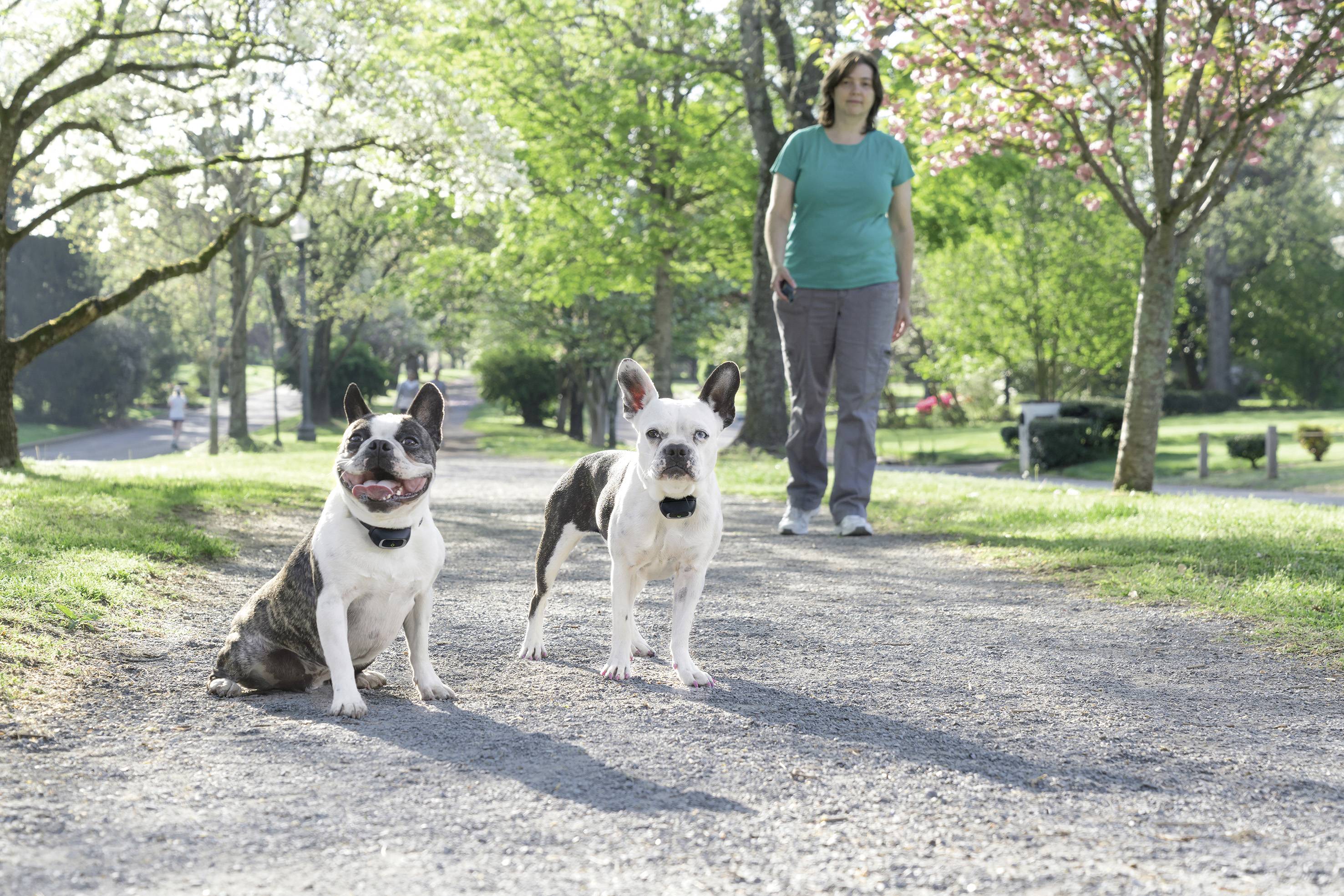 Petsafe 100 m Ferntrainer, Lite Hundetrainer 1 St.