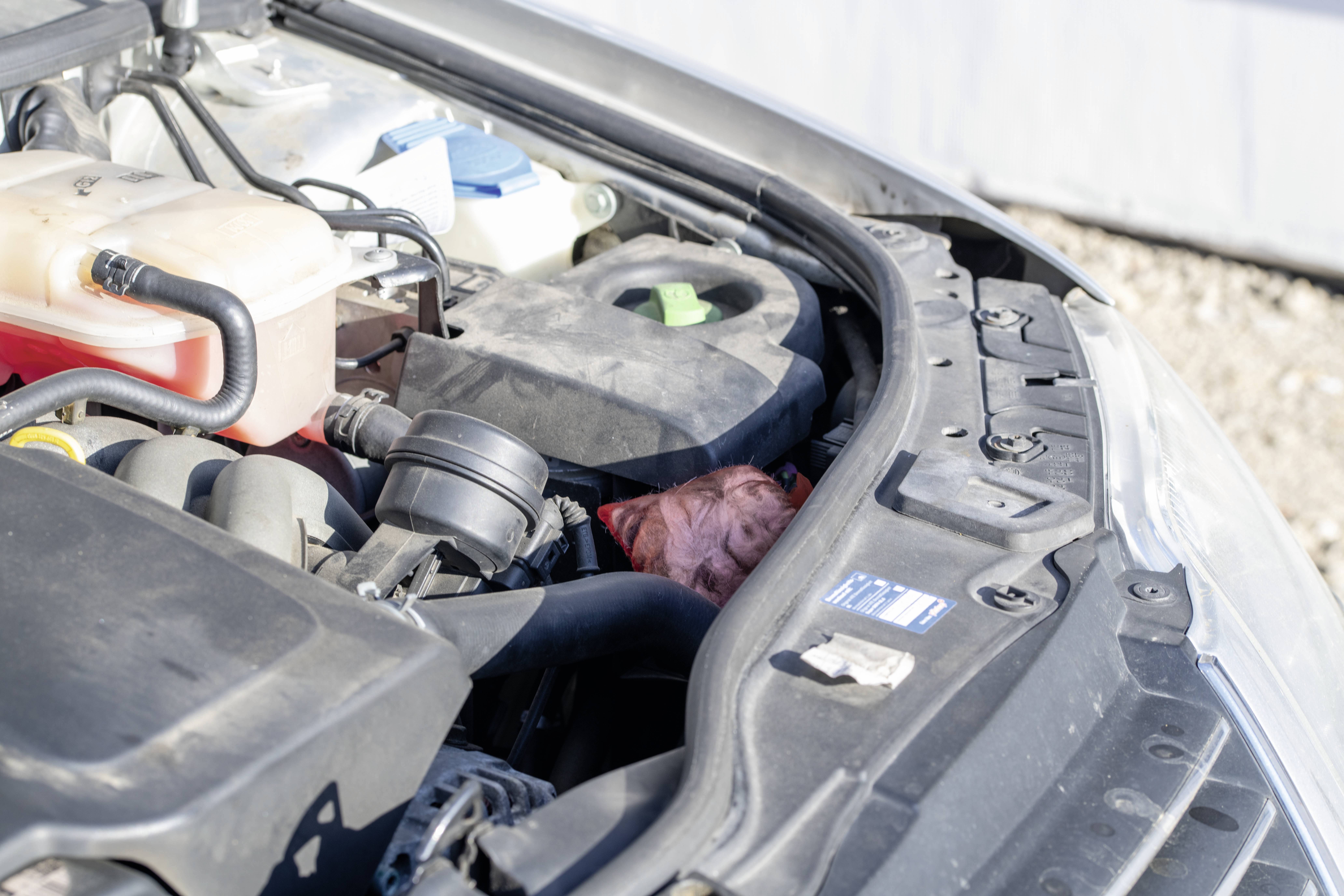 Gardigo Marderabwehr Funktionsart Abwehrstoff 2St.