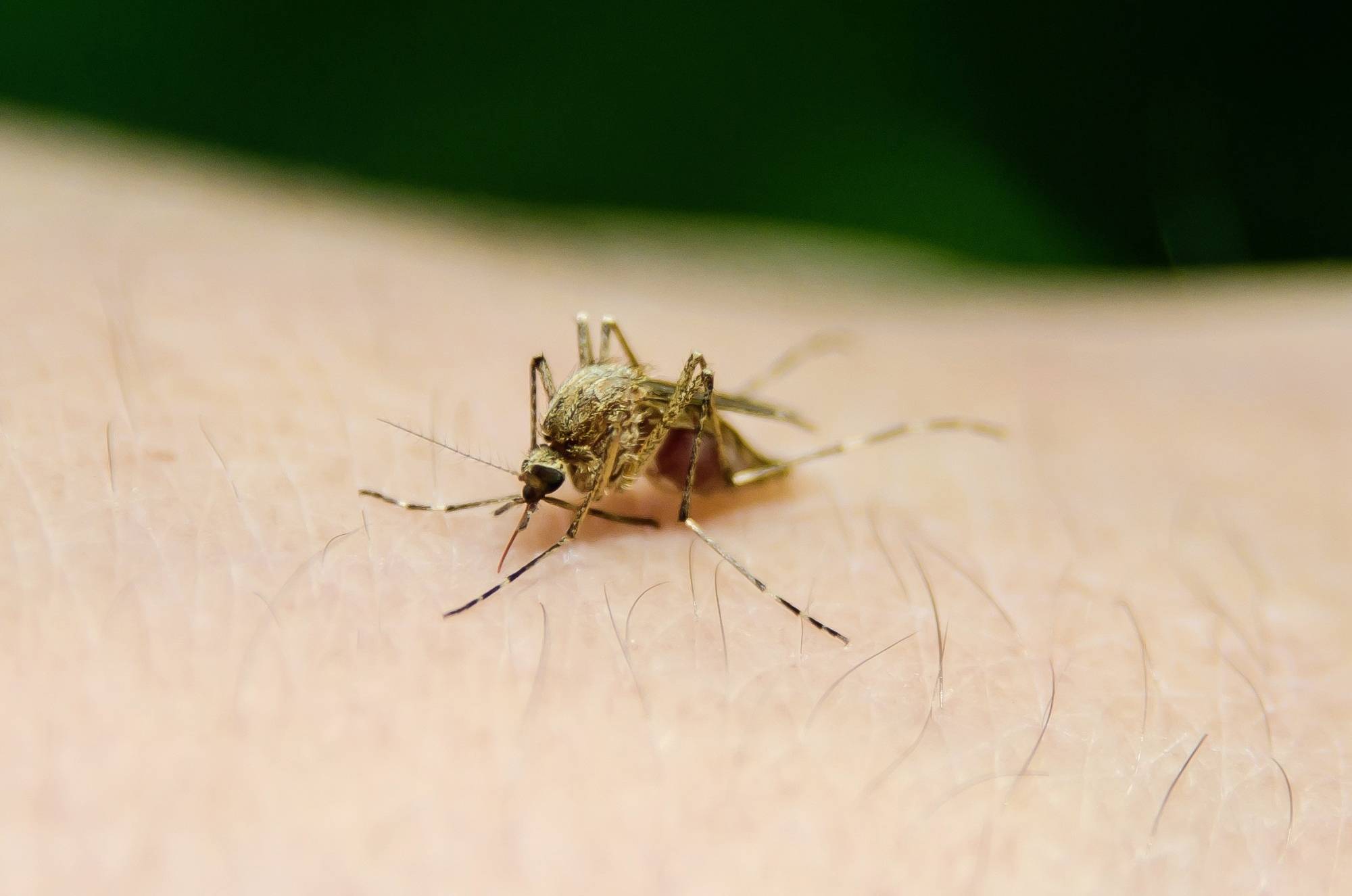 Eine Nahaufnahme einer Mücke, die auf menschlicher Haut sitzt. Sie saugt Blut durch ihren stechend-saugenden Rüssel.