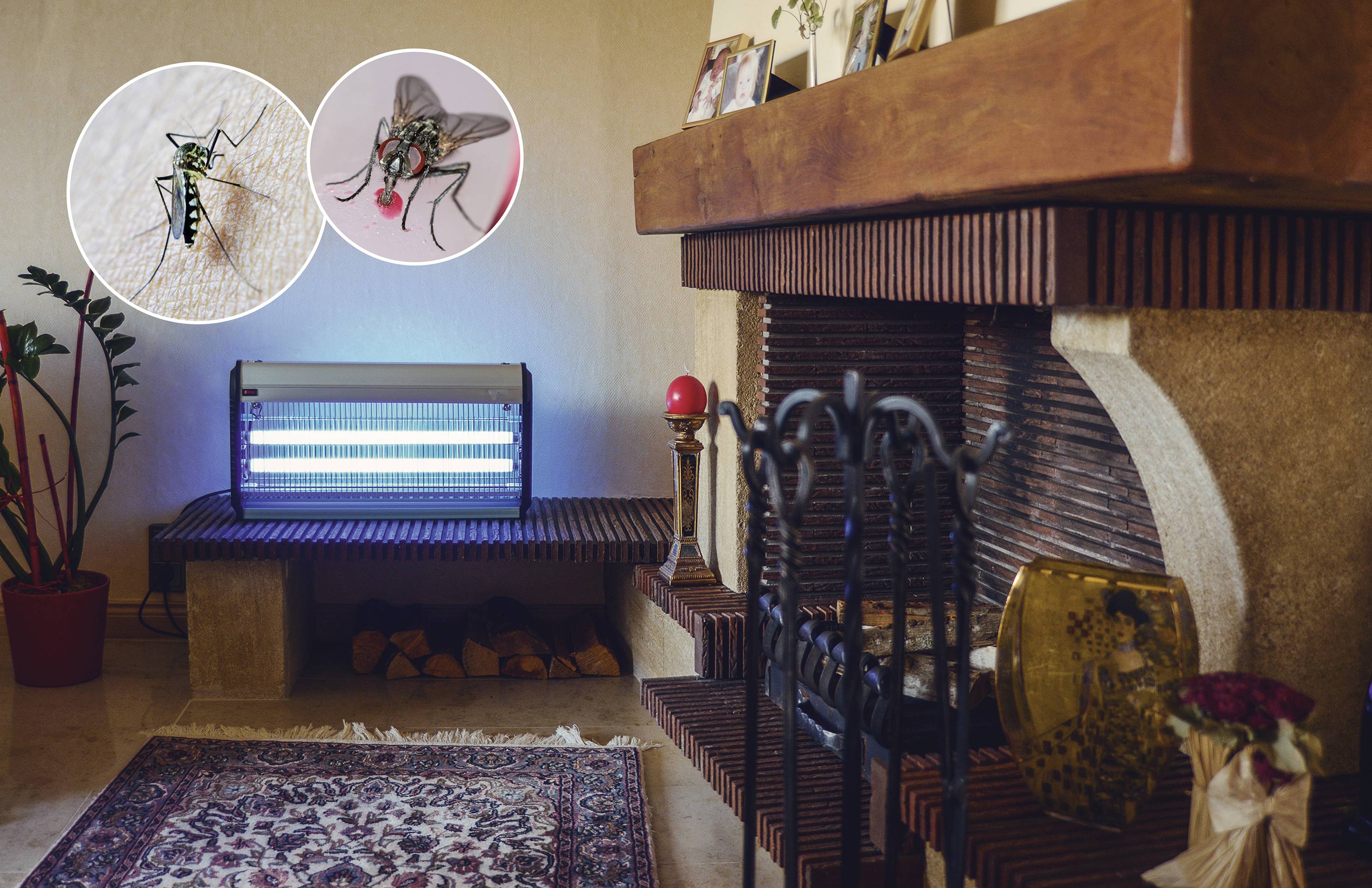 Ein Insektenvernichter leuchtet blau in einem Wohnzimmer. Eine Vergrößerung zeigt zwei Moskitos. Pflanzen und ein Kamin sind im Hintergrund sichtbar.