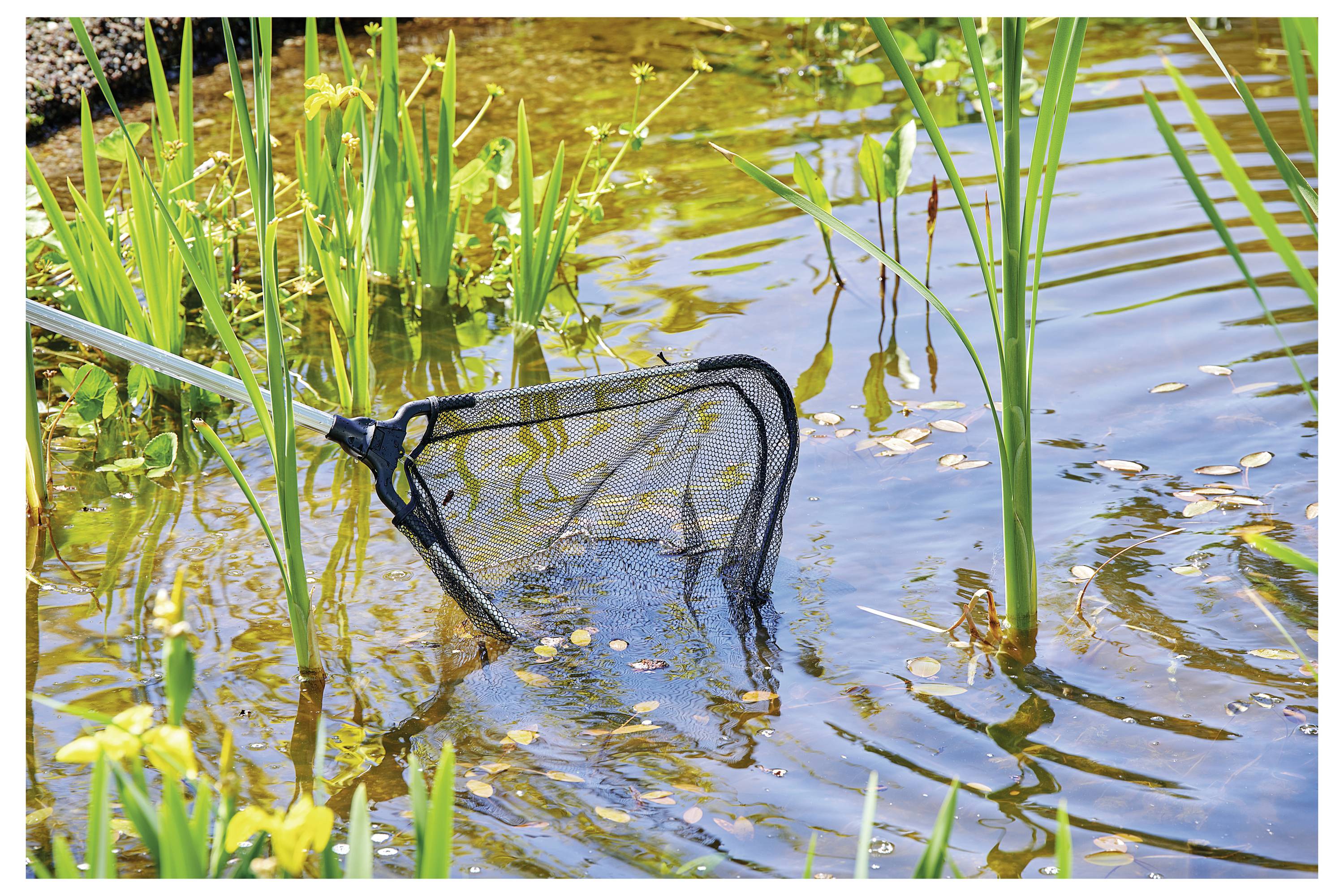 Ein Teich mit hohen grünen Schilf und Wasserpflanzen. Ein Netz an einem langen Stiel ist ins Wasser getaucht und deutet auf Aktivitäten zur Teichpflege oder -erkundung hin.