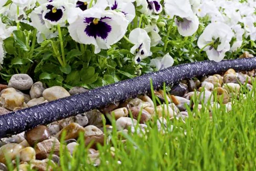 Ein Bewässerungsschlauch wässert Blumen und Gras auf Steinen. Die Blumen haben weiße Blüten mit dunklem Zentrum.