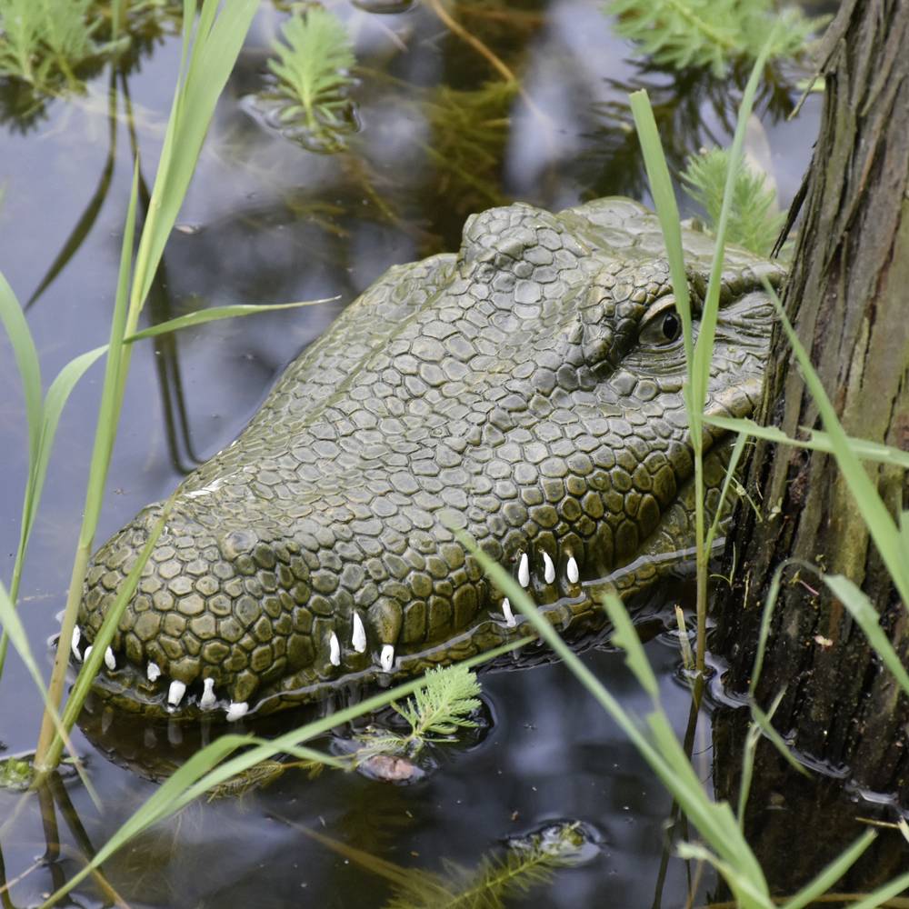 Krokodil-Kopf RC Einsteiger Funktionsmodell RtR 300mm