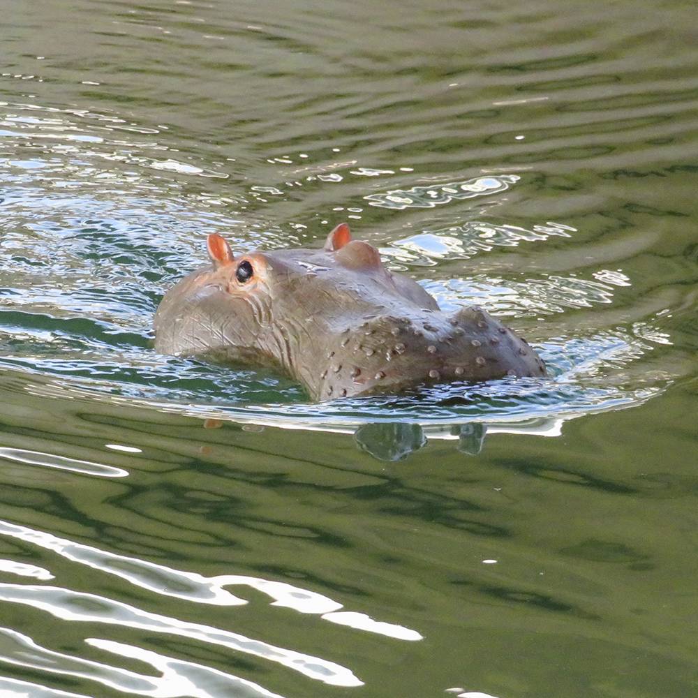 Nilpferd-Kopf RC Einsteiger Funktionsmodell RtR 311mm