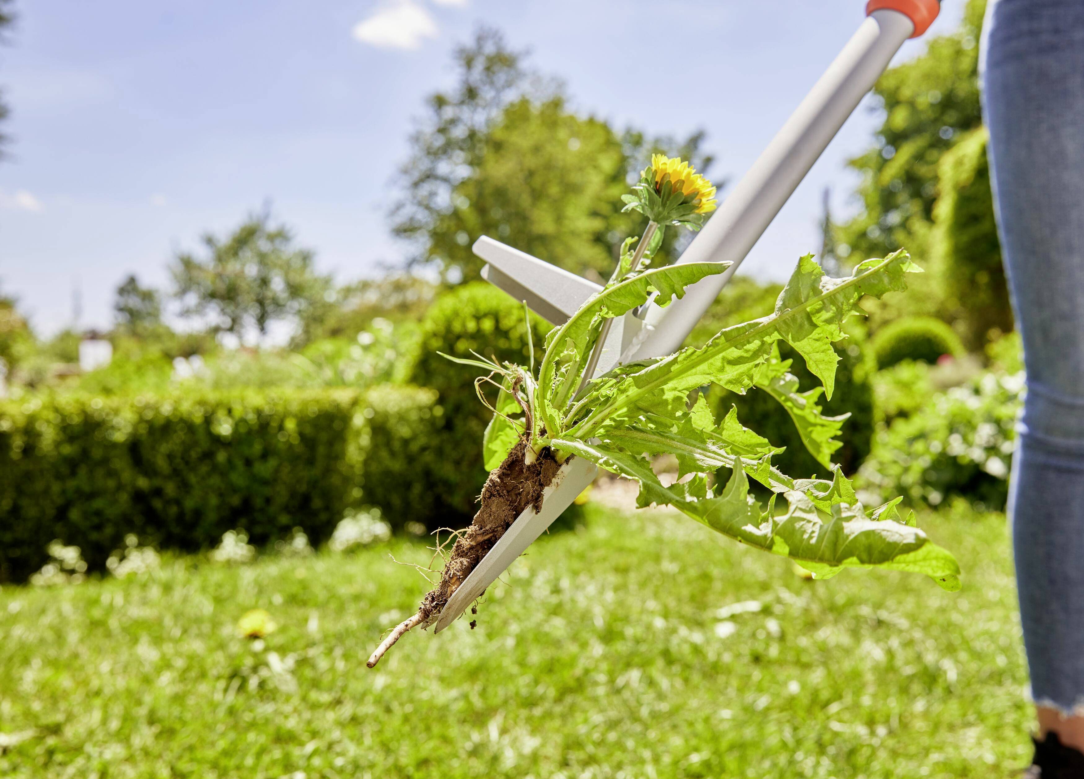 Eine Person entfernt Unkraut mit einem Greifer in einem grünen Garten bei Tageslicht. Im Fokus steht die Aktion der Unkrautentfernung.