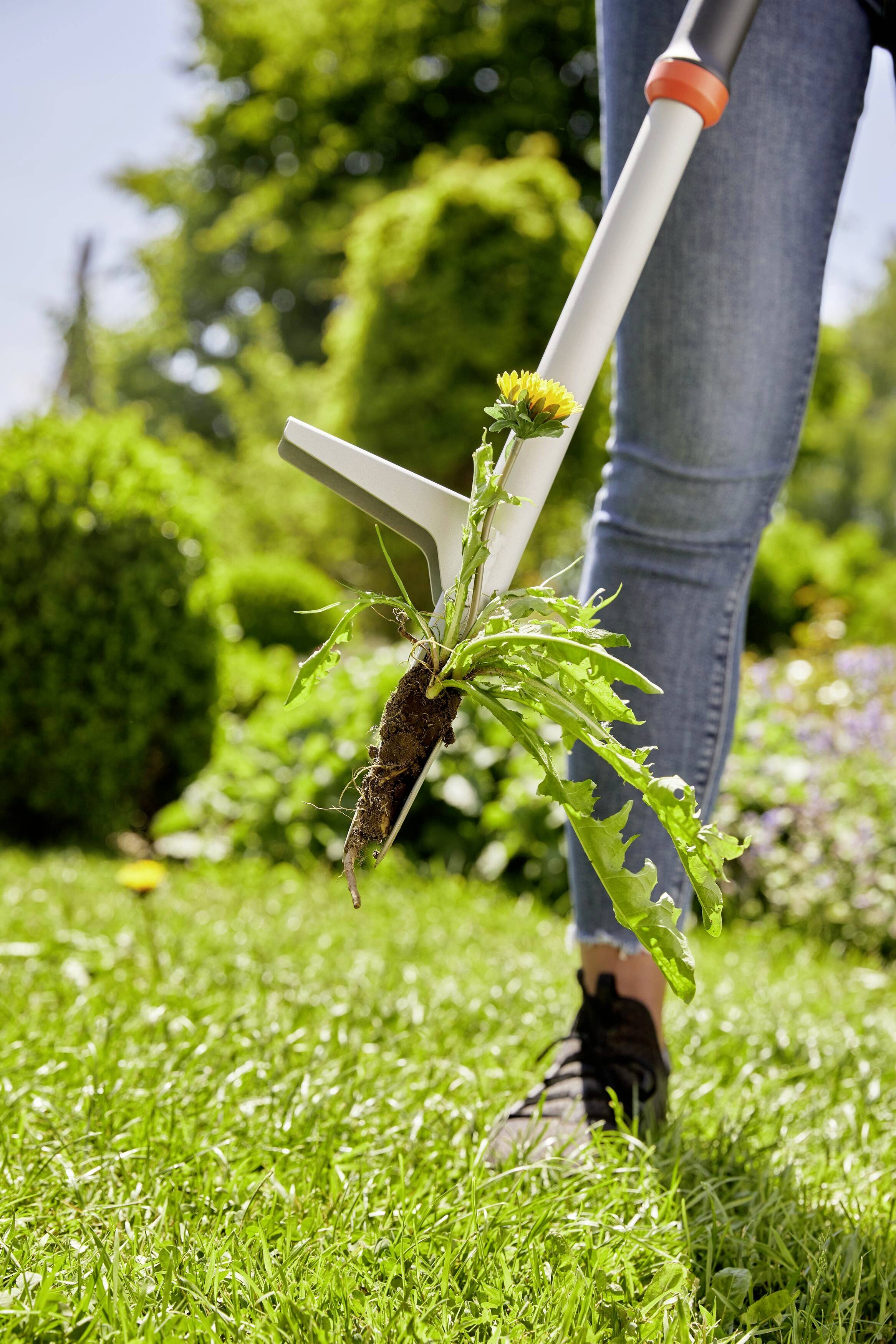 Eine Person entfernt eine Löwenzahnpflanze mit einem Unkrautstecher aus einem grünen Rasen. Hintergrund ist unscharf mit Gartenpflanzen.