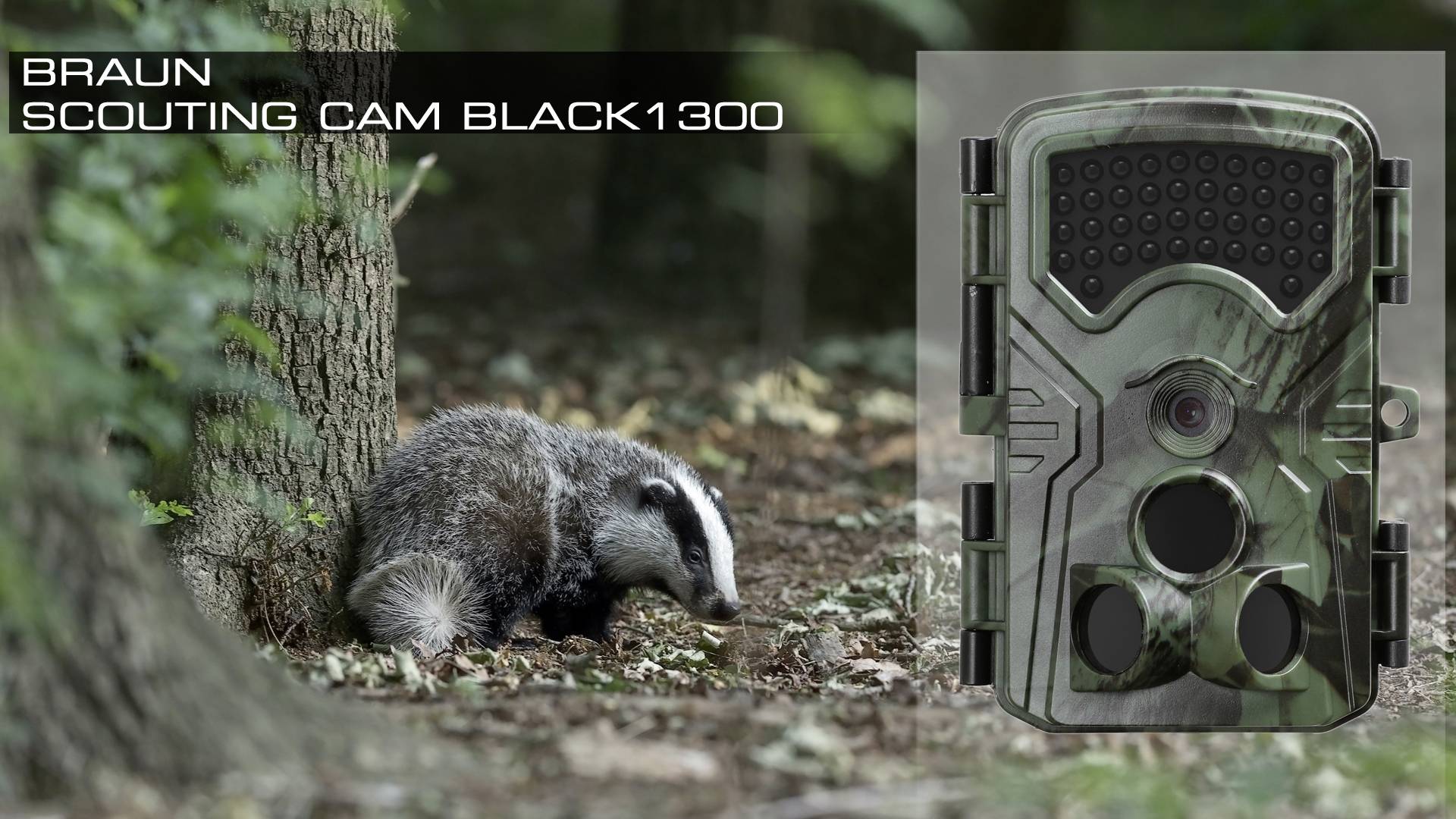 Ein Dachs im Wald neben einem Baum. Rechts im Bild eine getarnte Wildkamera, Modell 'Braun Scouting Cam Black1300'.