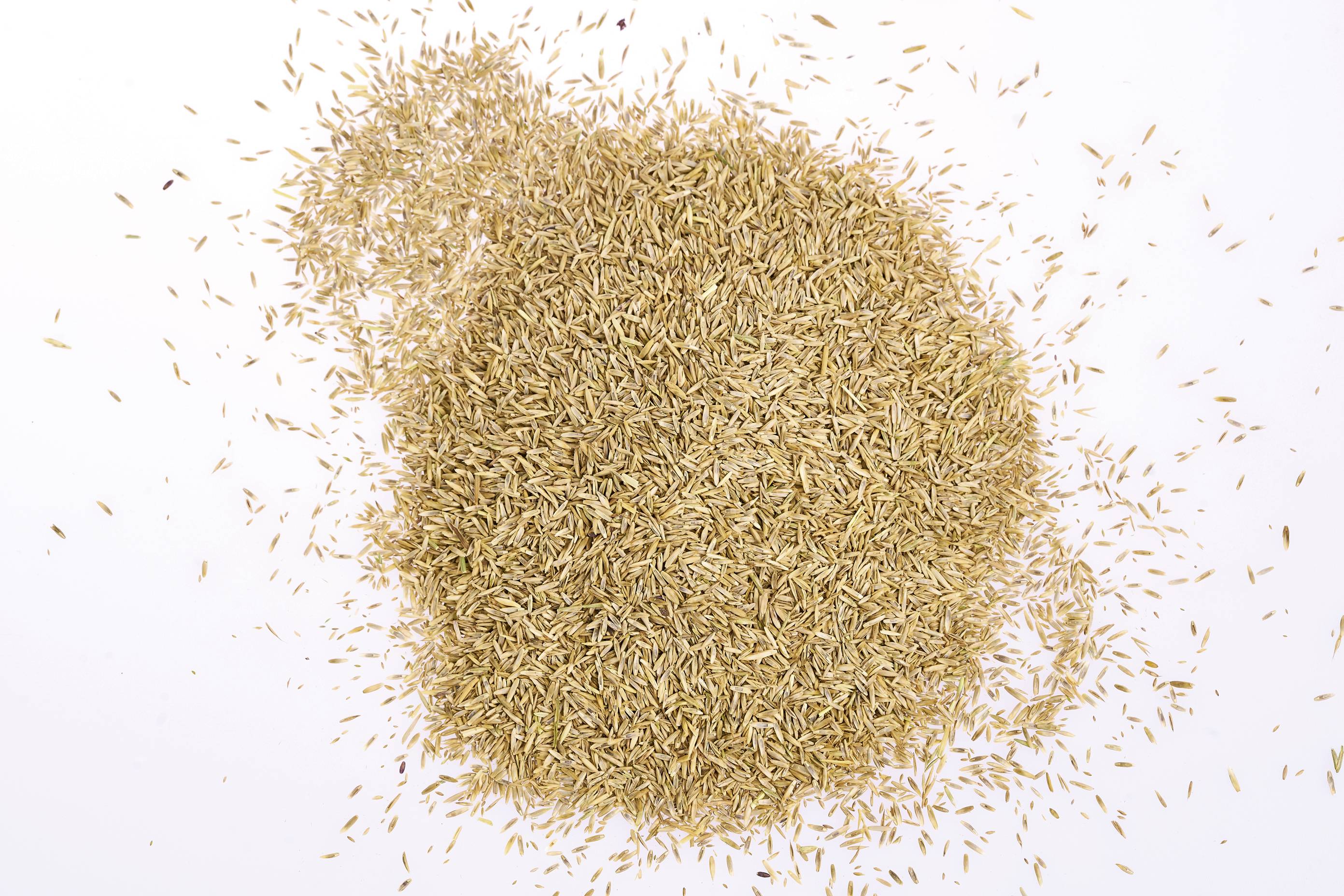 Eine große Menge brauner Grassamen ist ungleichmäßig auf einer weißen Oberfläche verteilt. Die Samen sind klein und länglich.