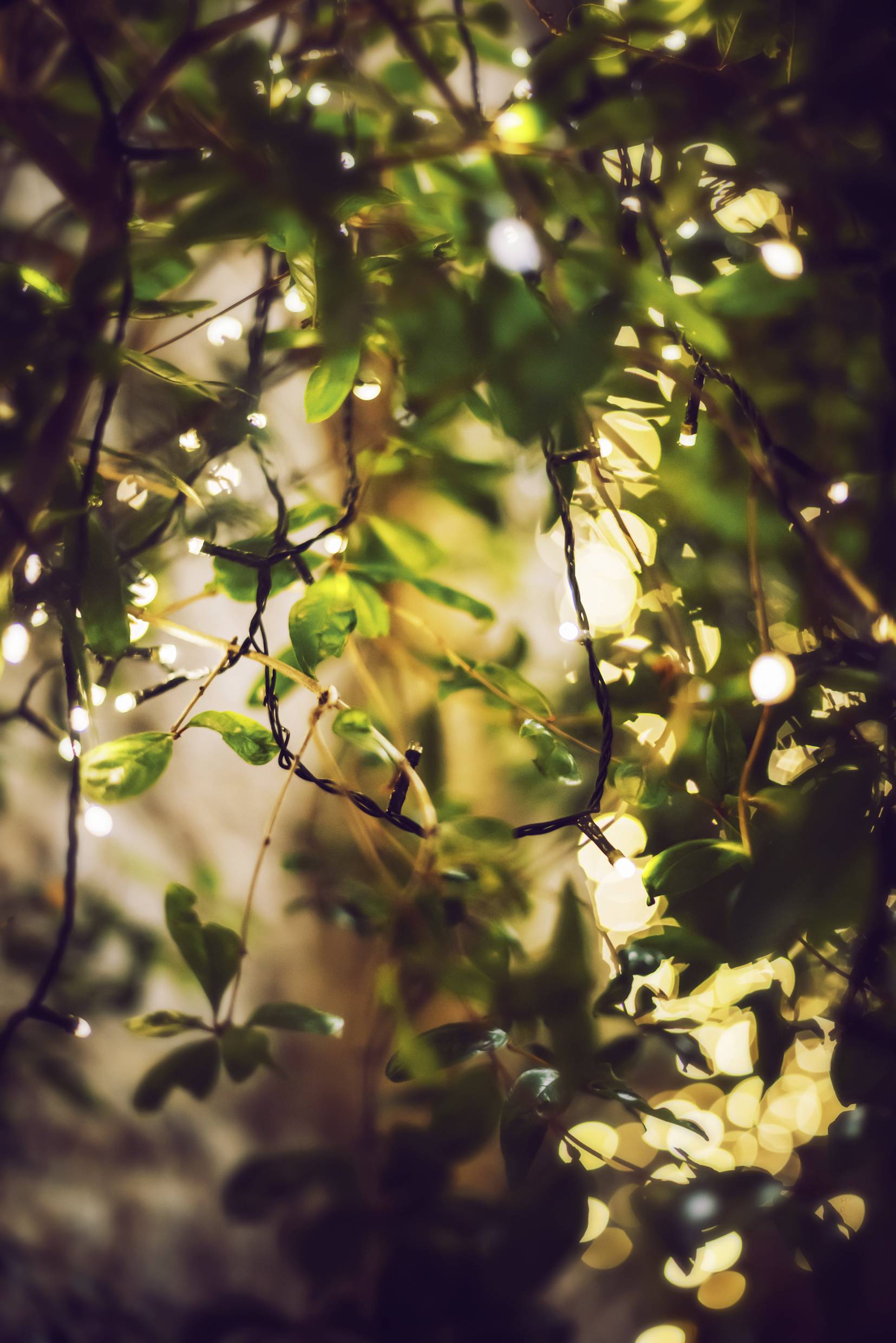 Sygonix SY-4722056 Büschellichterkette Innen/Außen batteriebetrieben Anzahl Leuchtmittel 20 LED Warmweiß Beleuchtete Länge: 2.3m