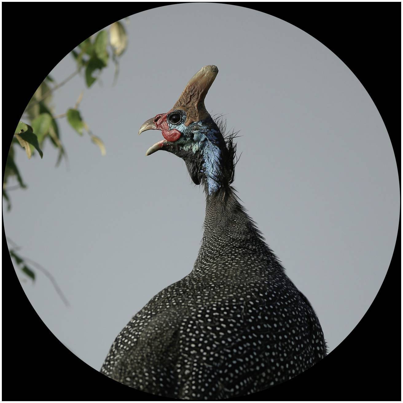 Ein Helmperlhuhn mit schwarzem, geflecktem Gefieder und charakteristischem Helm auf dem Kopf, vor einem grauen Hintergrund.