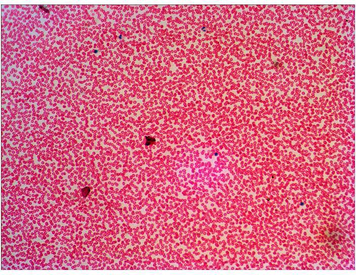 Levenhuk 29278 Mikroskop-Objektträger