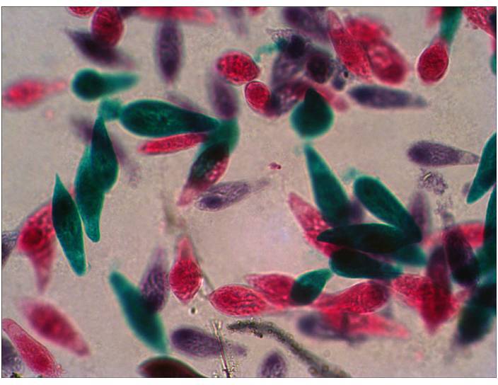 Levenhuk 29278 Mikroskop-Objektträger