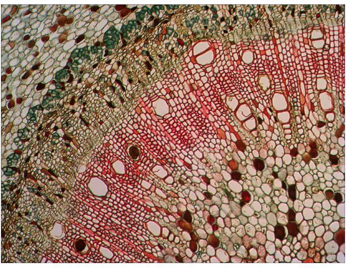 Levenhuk 29278 Mikroskop-Objektträger