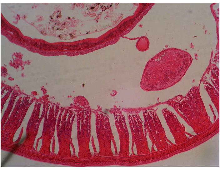 Levenhuk 29278 Mikroskop-Objektträger