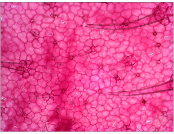 Levenhuk 29278 Mikroskop-Objektträger