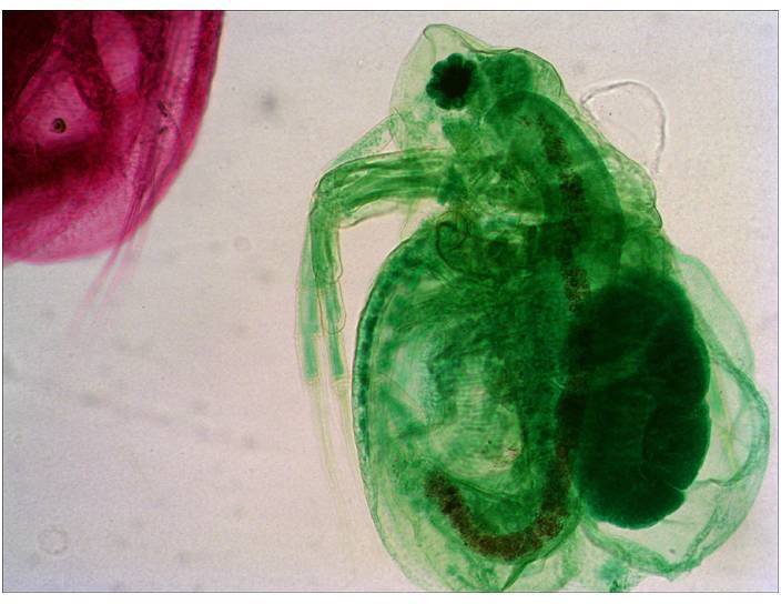 Levenhuk 29278 Mikroskop-Objektträger