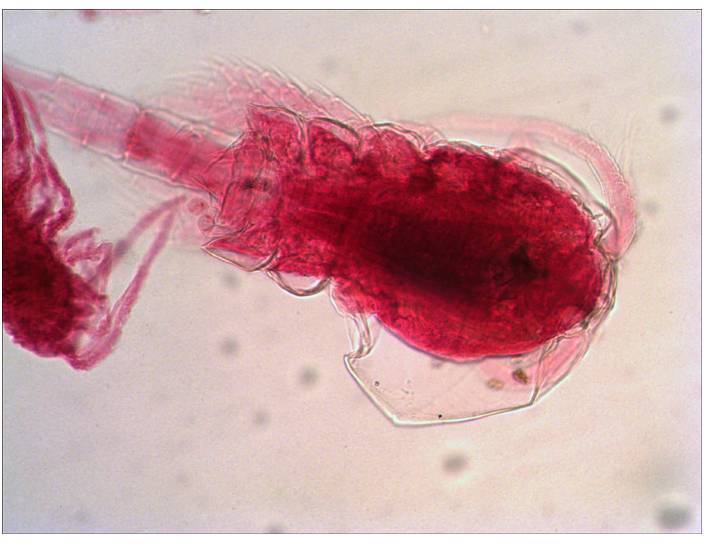 Levenhuk 29278 Mikroskop-Objektträger
