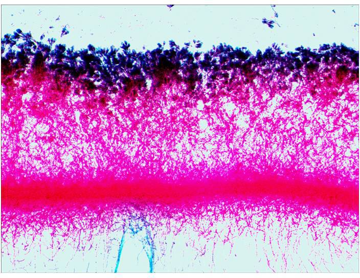 Levenhuk 29278 Mikroskop-Objektträger