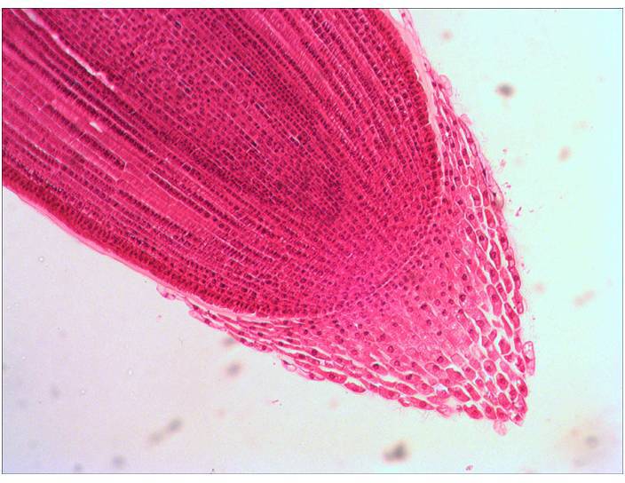 Levenhuk 29278 Mikroskop-Objektträger