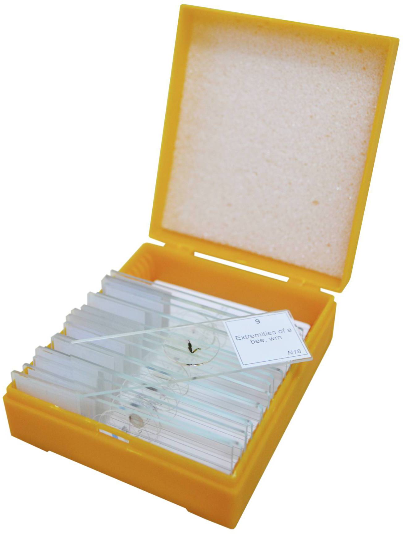 Levenhuk 29276 Mikroskop-Objektträger