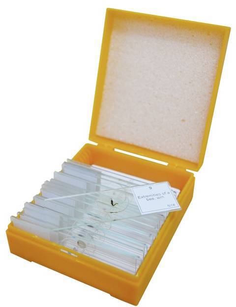 Levenhuk 29279 Mikroskop-Objektträger