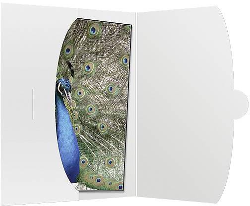 Ein Fächer mit Pfauenmotiv in geöffneter Verpackung. Der Fächer zeigt ein Pfauenmuster mit blaugrünen Augenfedern auf der Vorderseite.