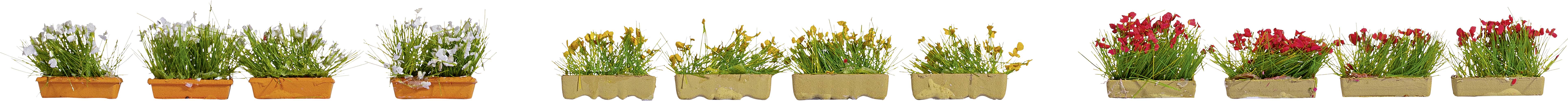 Vier Reihen von Topfpflanzen in verschiedenen Farben: lila, gelb, orange und rot, auf einem weißen Hintergrund.