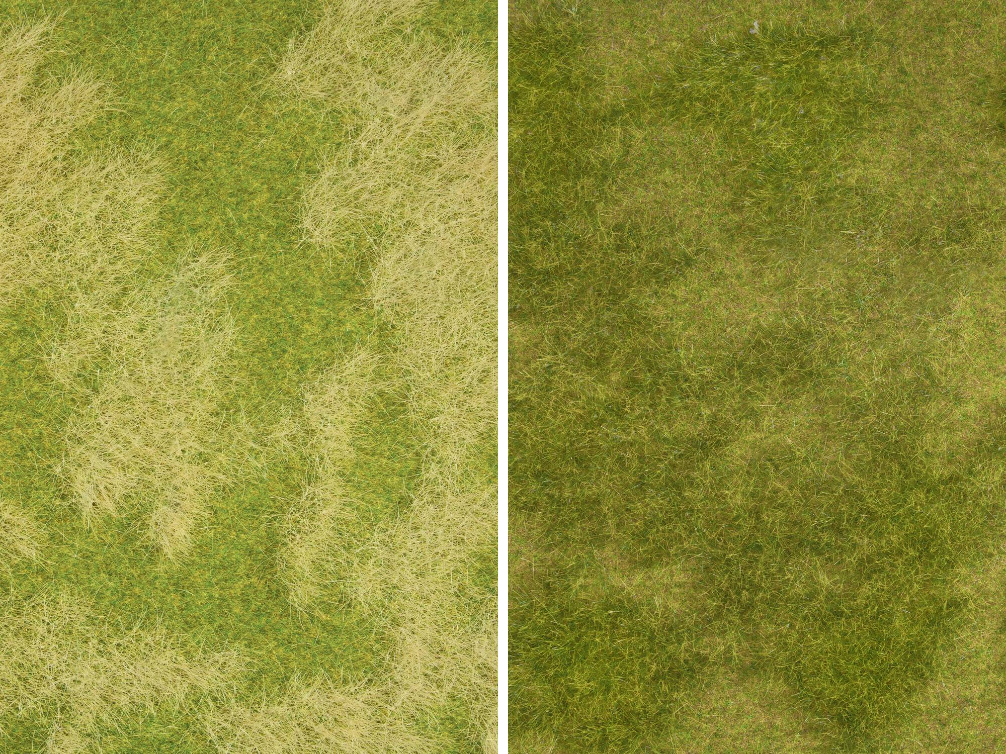 Links ist ein Rasen mit vertrockneten Flecken zu sehen, rechts ein gesünderer, gleichmäßiger grüner Rasen.