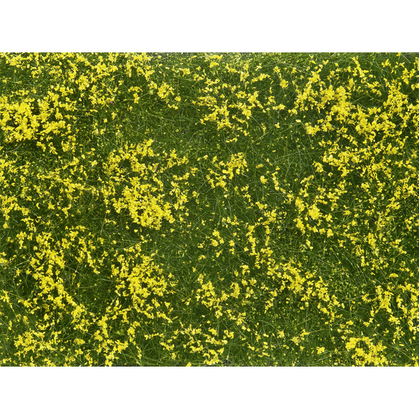 NOCH 07255 Plante couvre-sol aménagement paysager jaune