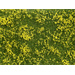NOCH 07255 Plante couvre-sol aménagement paysager jaune
