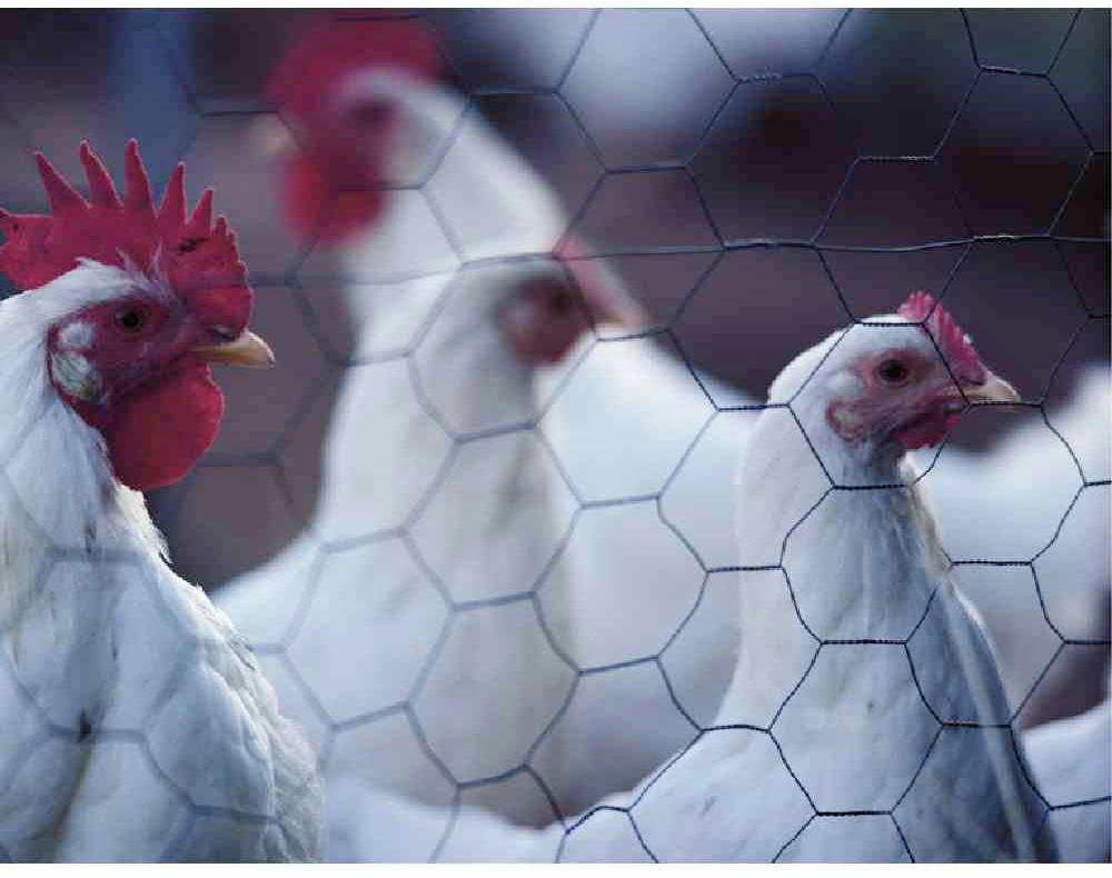 Betafence 7036405 Sechseckgeflecht 10 m