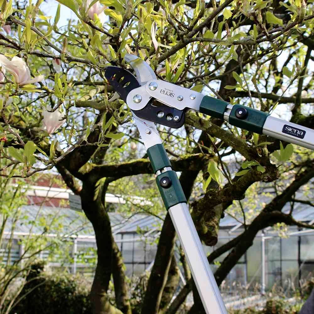 Gartenschere schneidet Äste. Blühender Baum im Hintergrund vor einem Gewächshaus.
