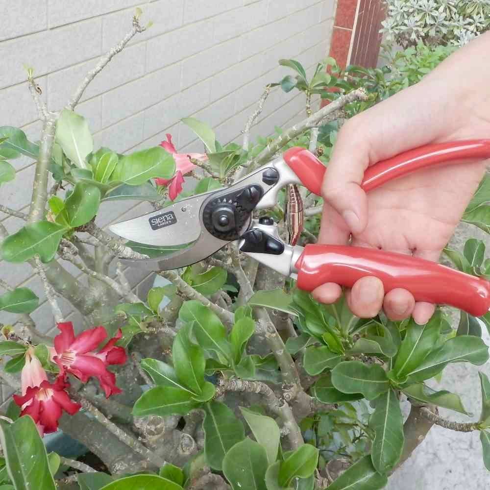 Siena Garden CG1070 Grasschere 21.5cm Bypass