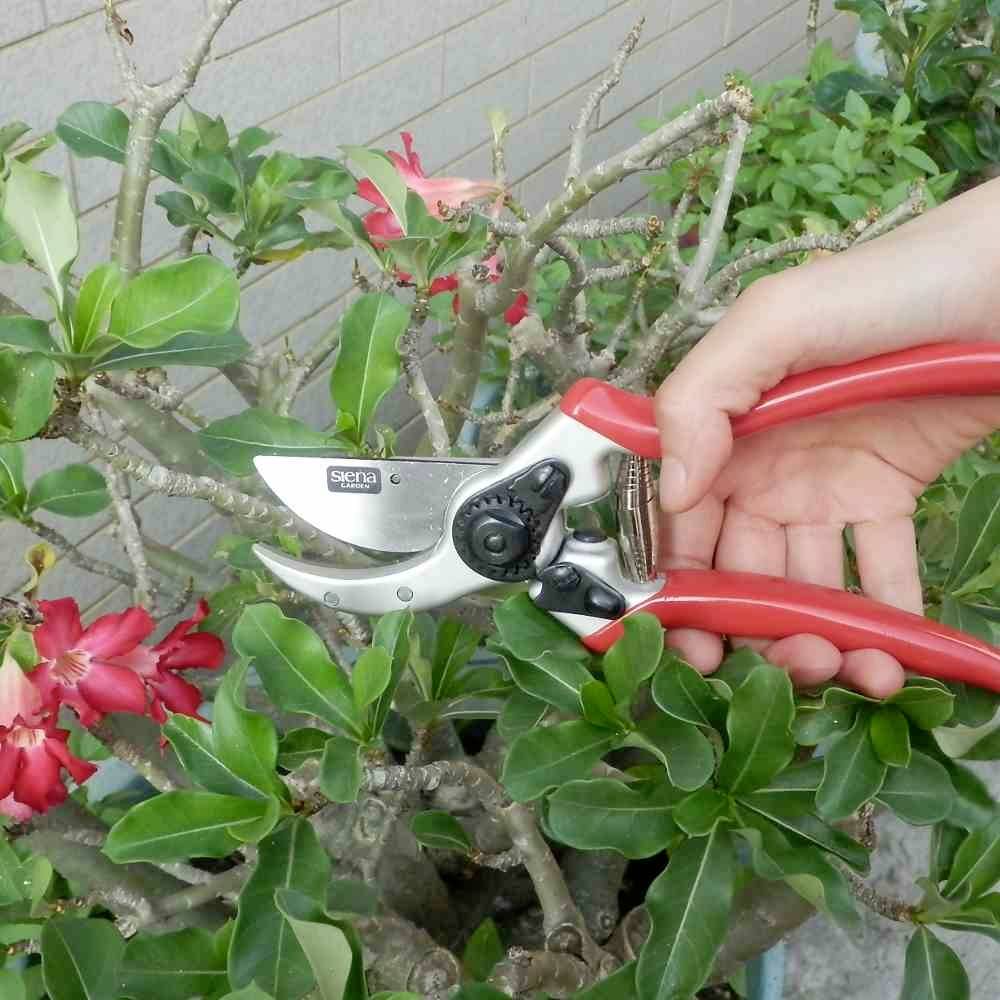 Siena Garden CG1020 Grasschere 21.5cm Bypass