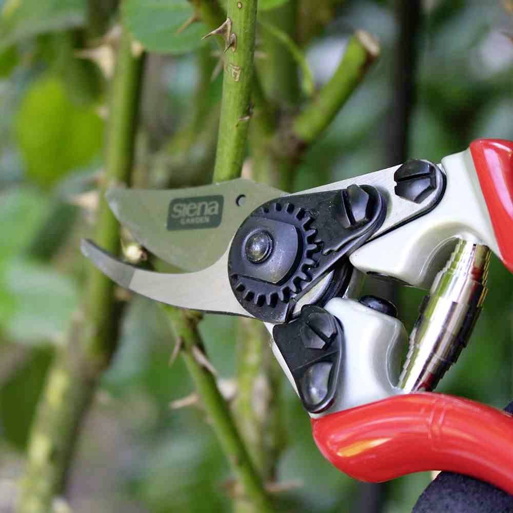 Siena Garden CG1060 Grasschere 20.5cm Bypass