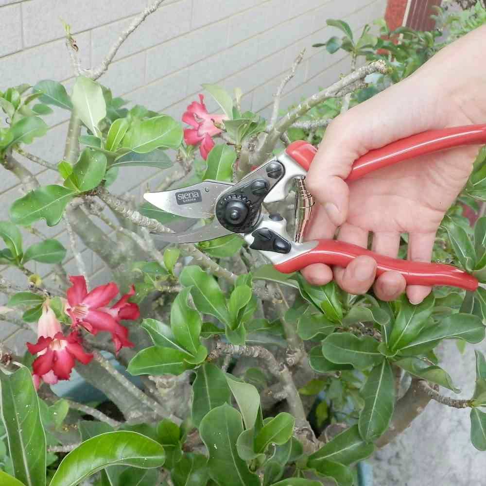 Siena Garden CG1060 Grasschere 20.5cm Bypass