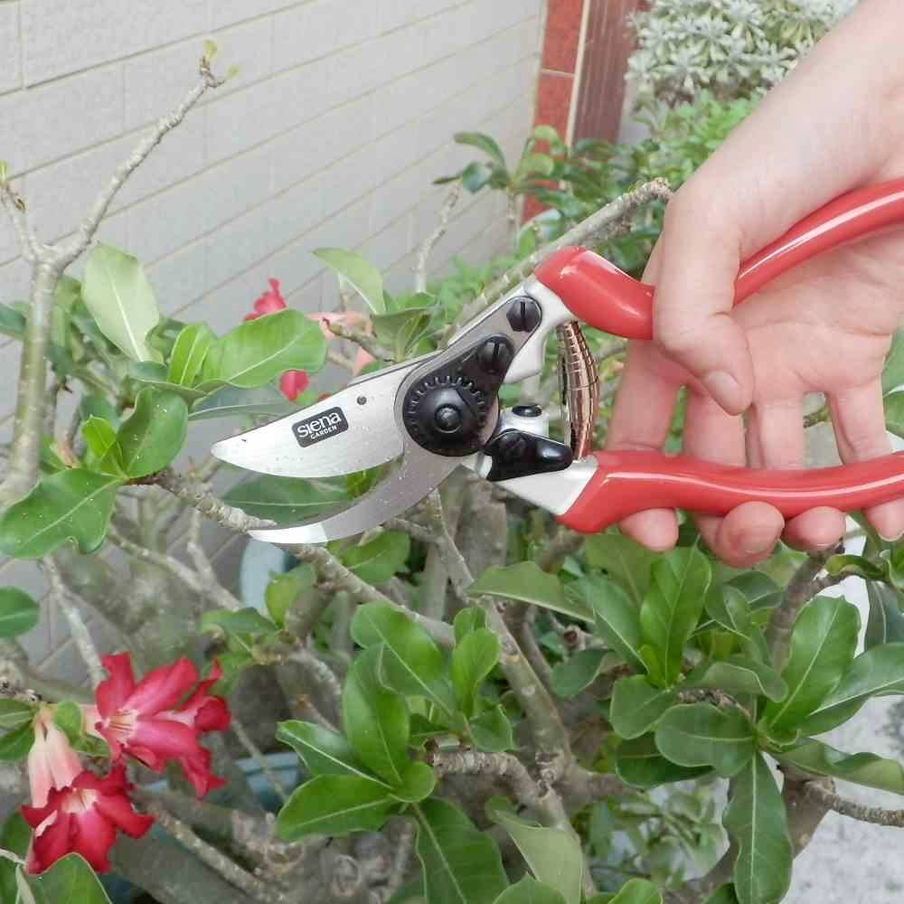 Siena Garden CG1080 Grasschere 21.5cm Bypass