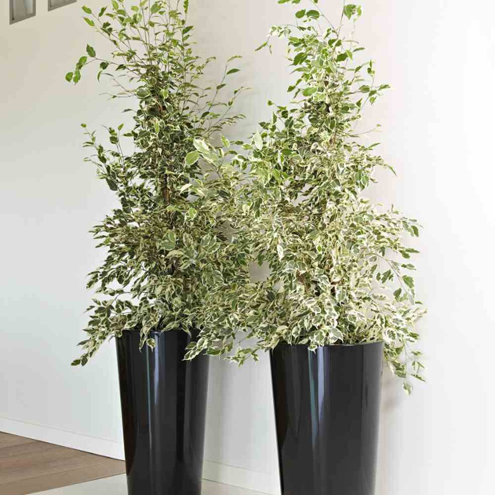 Euro3plast 2858.62Pflanztopf Kunststoff Anthrazit