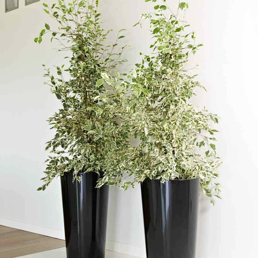 Euro3plast 2785.62Pflanztopf Kunststoff Anthrazit