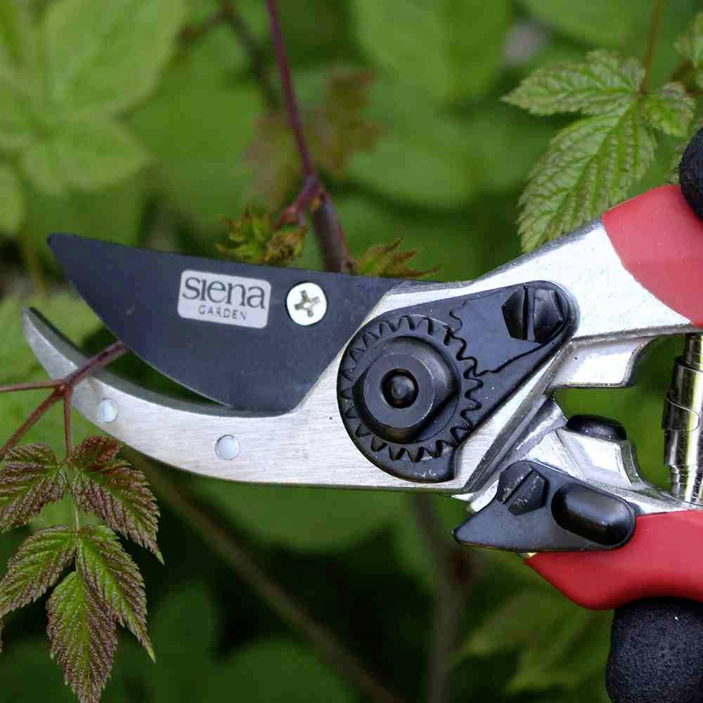 Siena Garden CG2020 Gartenschere 21.5cm Bypass