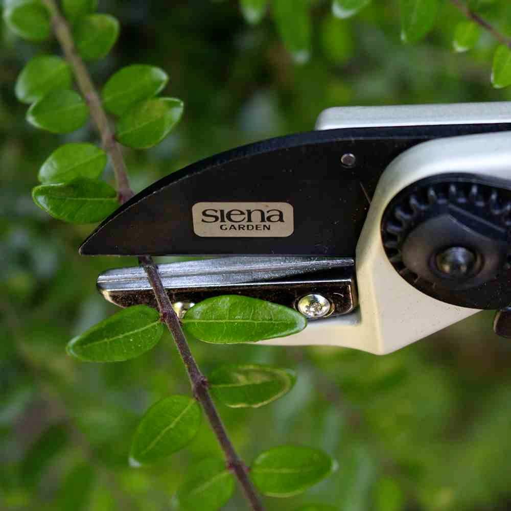 Siena Garden CG1090 Grasschere 21cm Amboss