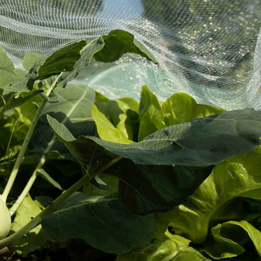 Siena Garden 65305-0-36 Fliegengitter (L x B) 5m x 2m Weiß 10m²