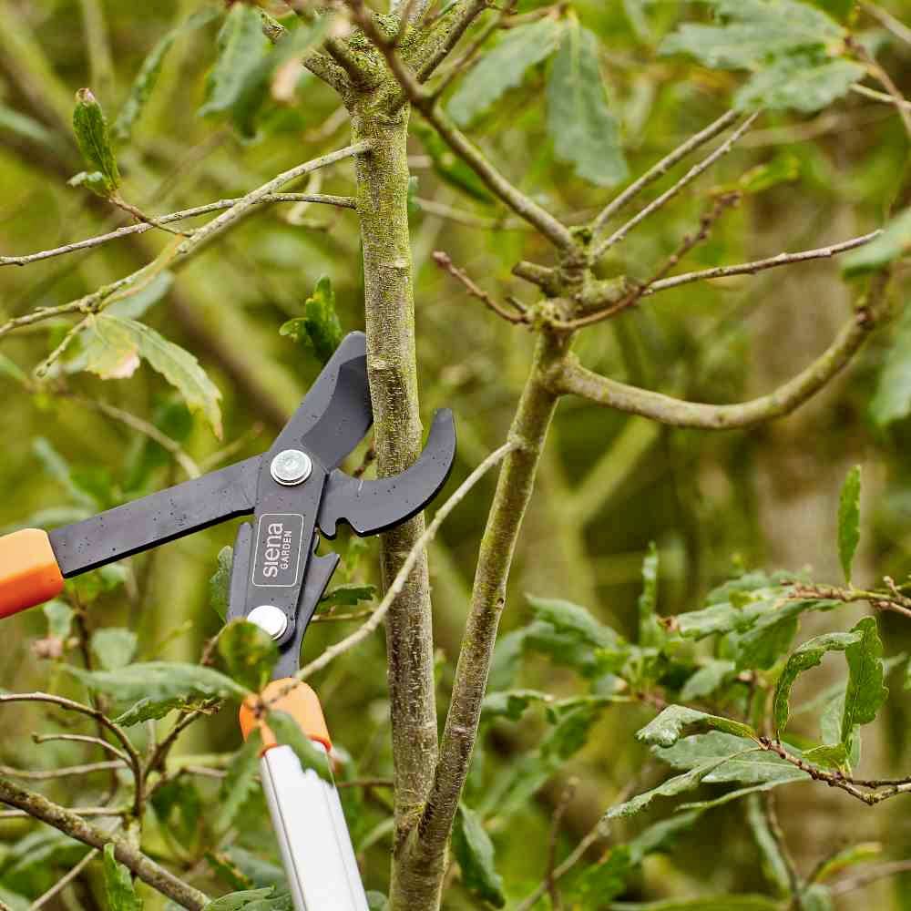 Siena Garden CL2730 Astschere Bypass