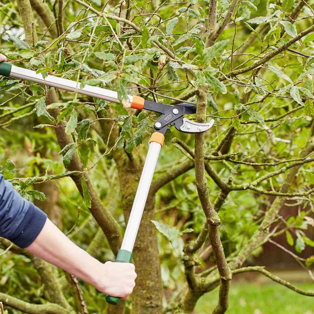 Eine Person schneidet mit einer Astschere Äste von einem Baum. Die Umgebung ist grün und deutet auf einen Garten hin.