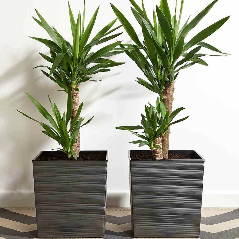 Siena Garden 601_50Pflanzgefäß Kunststoff Graphit