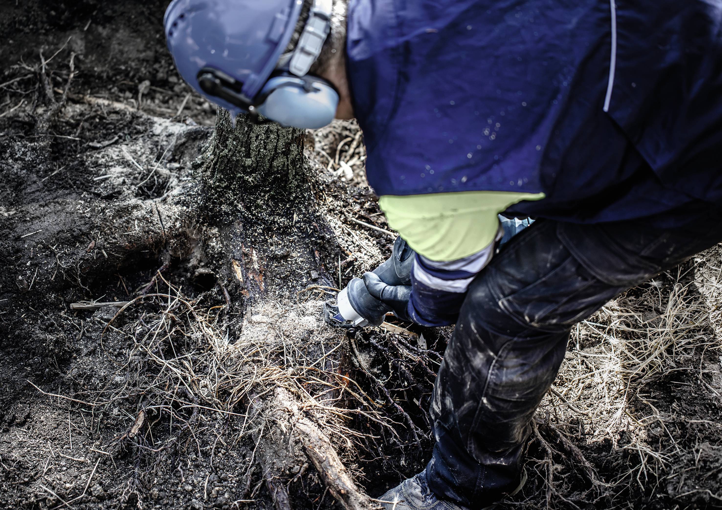 Eine Person in Schutzkleidung verwendet ein Elektrogerät, um eine Baumwurzel in einem bewaldeten Gebiet zu bearbeiten oder zu entfernen.