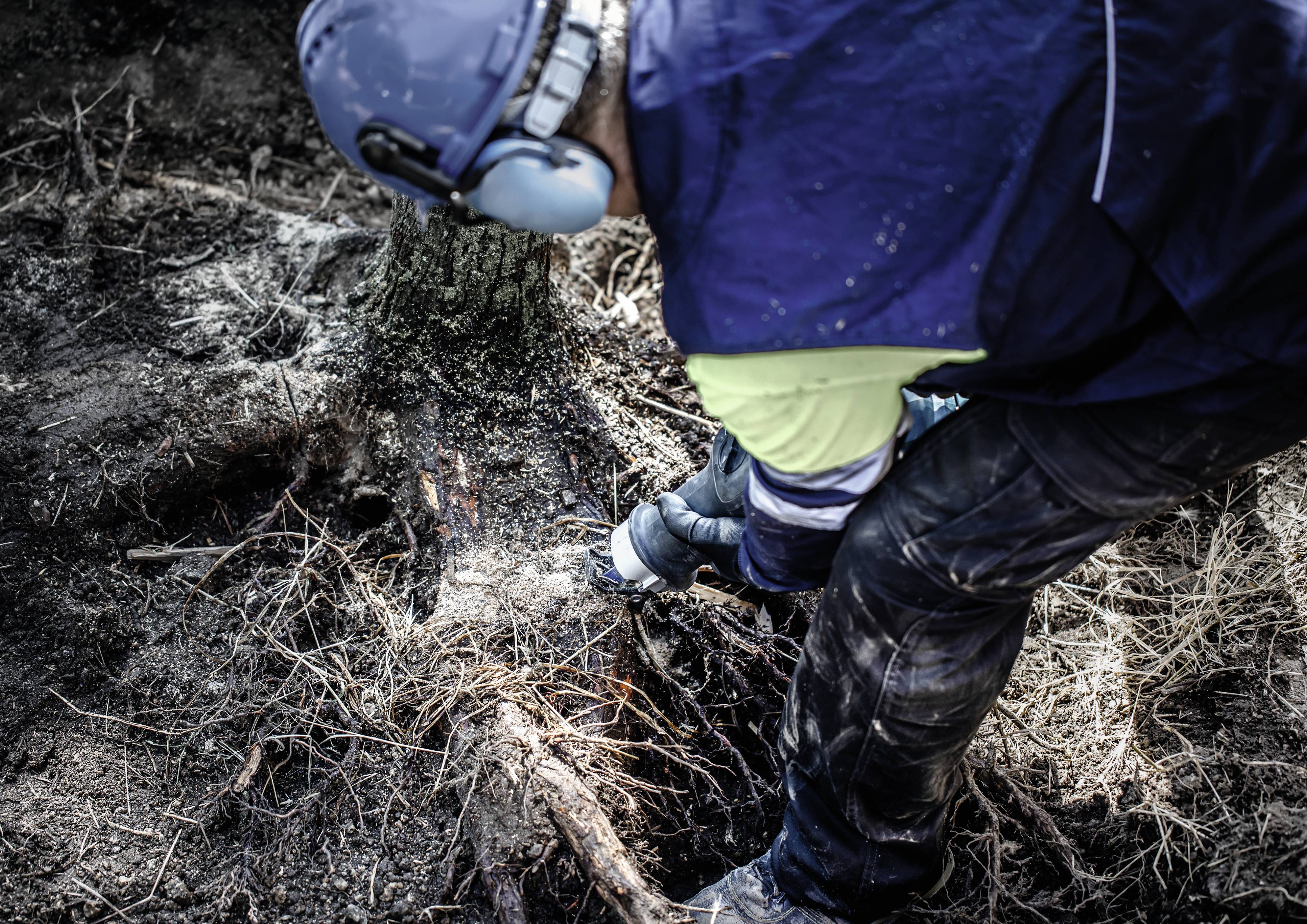 Eine Person mit Helm und Gehörschutz schneidet mit einer Motorsäge Wurzeln eines Baumes. Umgebung wirkt bewaldet und bewachsen.