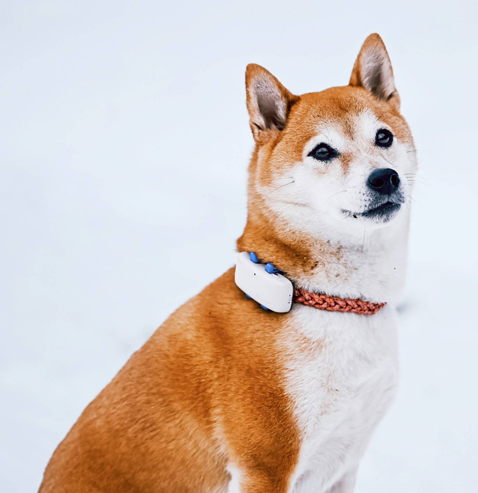 Tractive DOG 4 GPS Tracker Haustiertracker Weiß, Blau